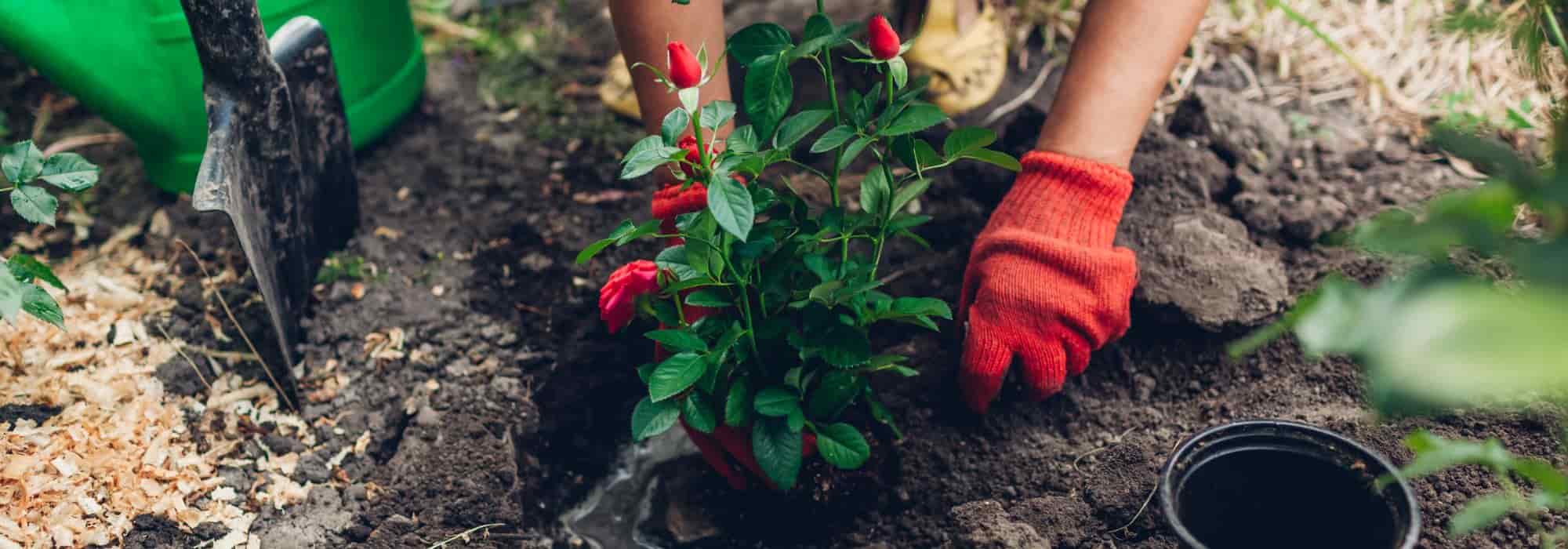 Quand planter les rosiers ?