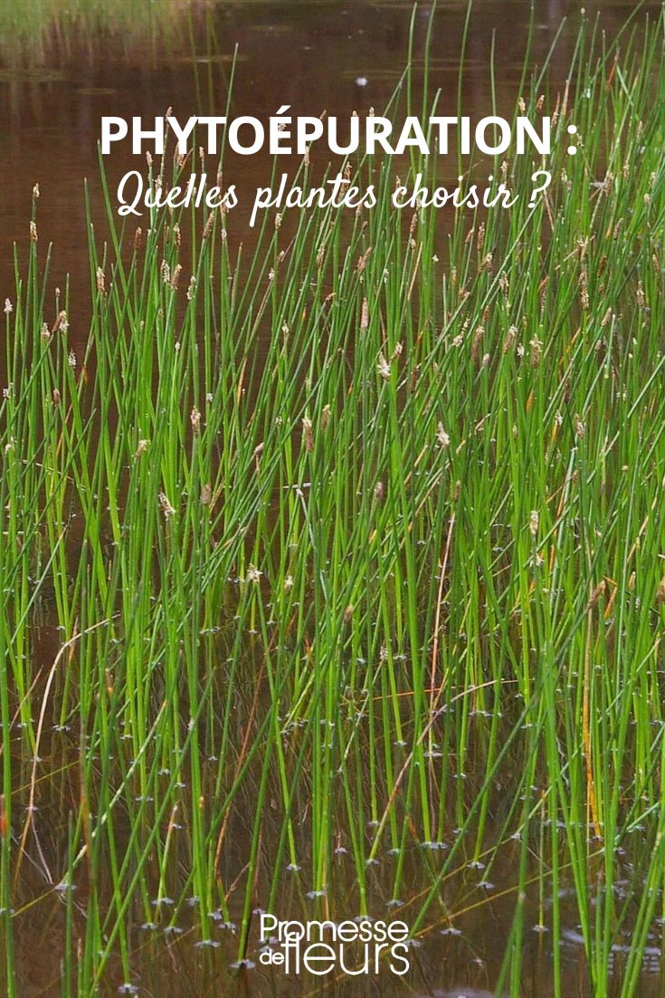 Quelles plantes aquatiques choisir pour son Lagunage ? - Natur