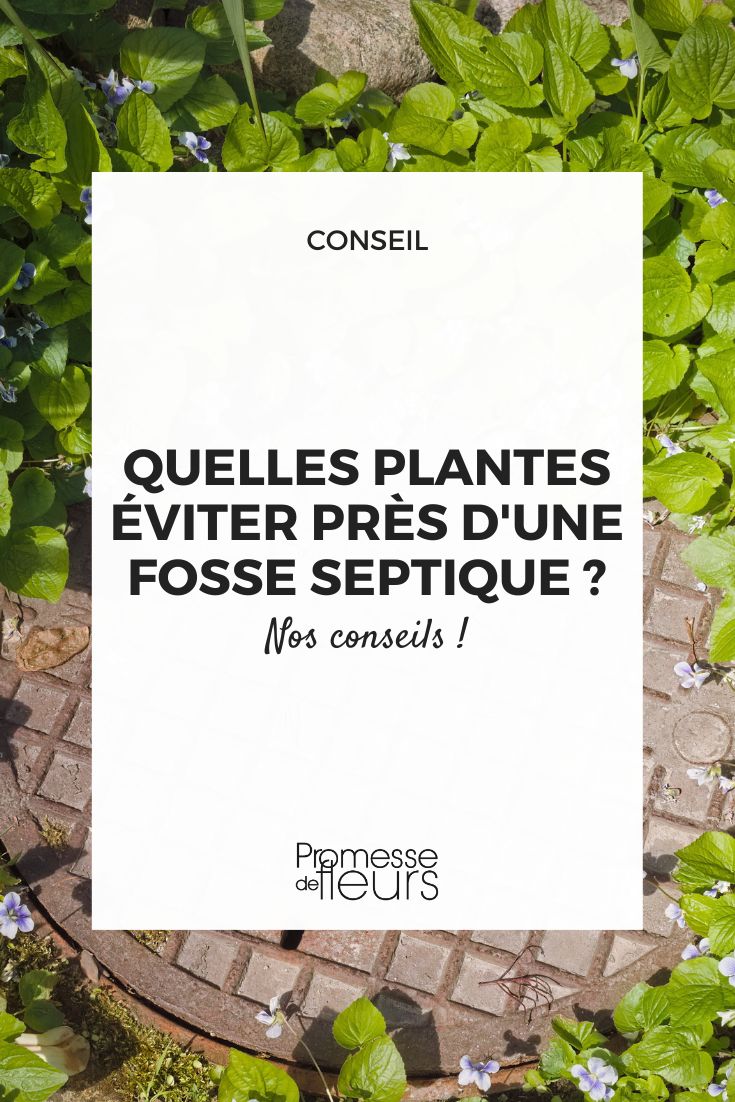 Les arbres et arbustes qui peuvent abîmer votre système d’assainissement individuel