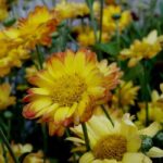 Redécouvrez les chrysanthèmes, des fleurs emblématiques de l'automne