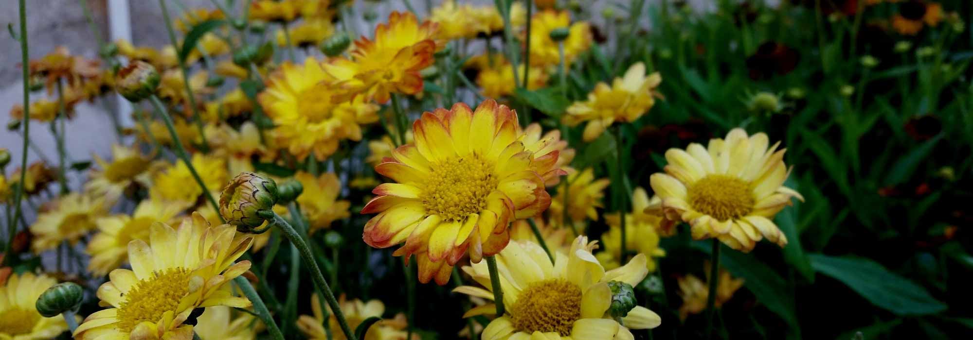 Redécouvrez les chrysanthèmes, des fleurs emblématiques de l'automne