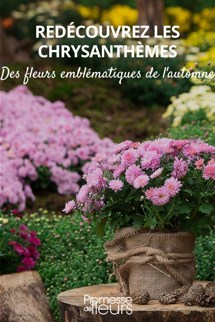 Chrysanthemum jardin