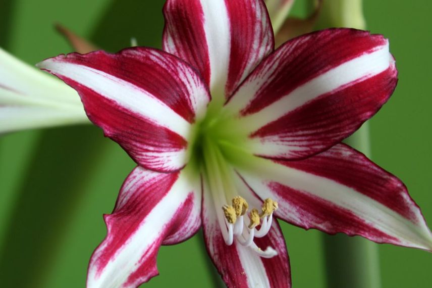 Amaryllis