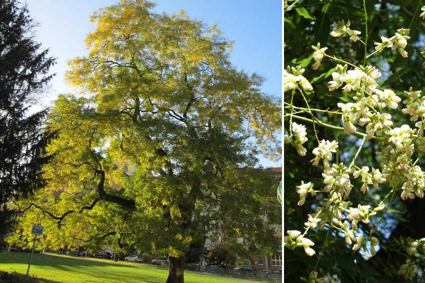 arbres mellifere, arbre attirant abeille butineurs