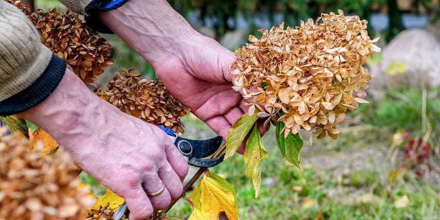 La taille des fleurs fanées d'hortensia