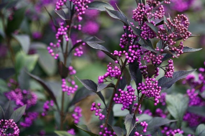 Callicarpa