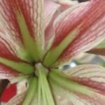 Amaryllis : 9 variétés originales