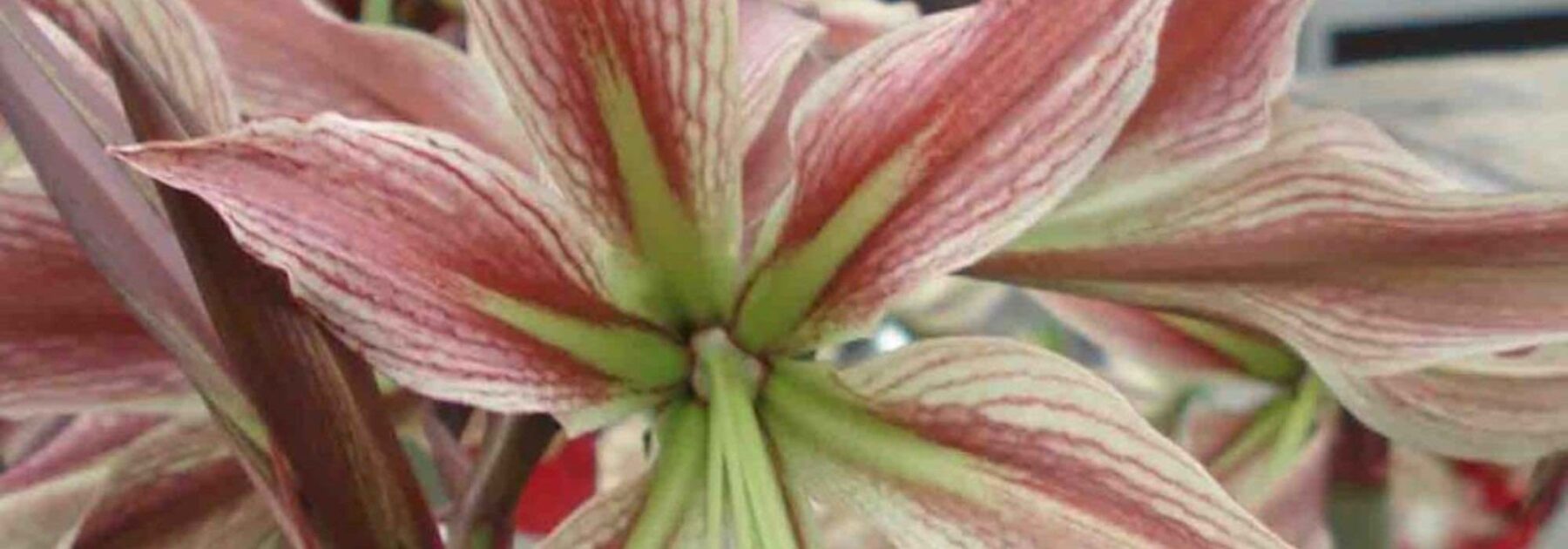 Amaryllis : 9 variétés originales