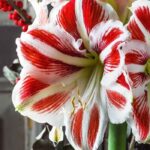 5 façons créatives d'offrir un amaryllis pour les fêtes