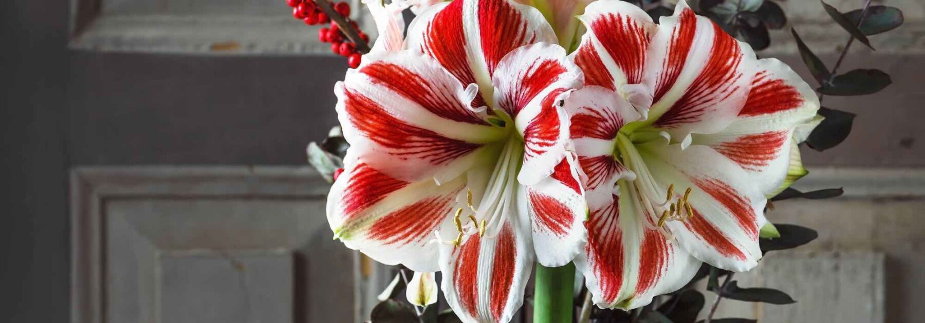 5 façons créatives d'offrir un amaryllis pour les fêtes