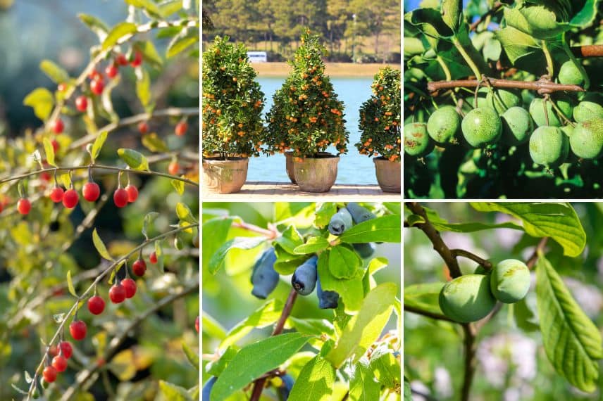 arbres fruitiers cadeaux noël écologique