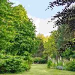 7 arbres pas chers pour aménager son jardin à petit prix