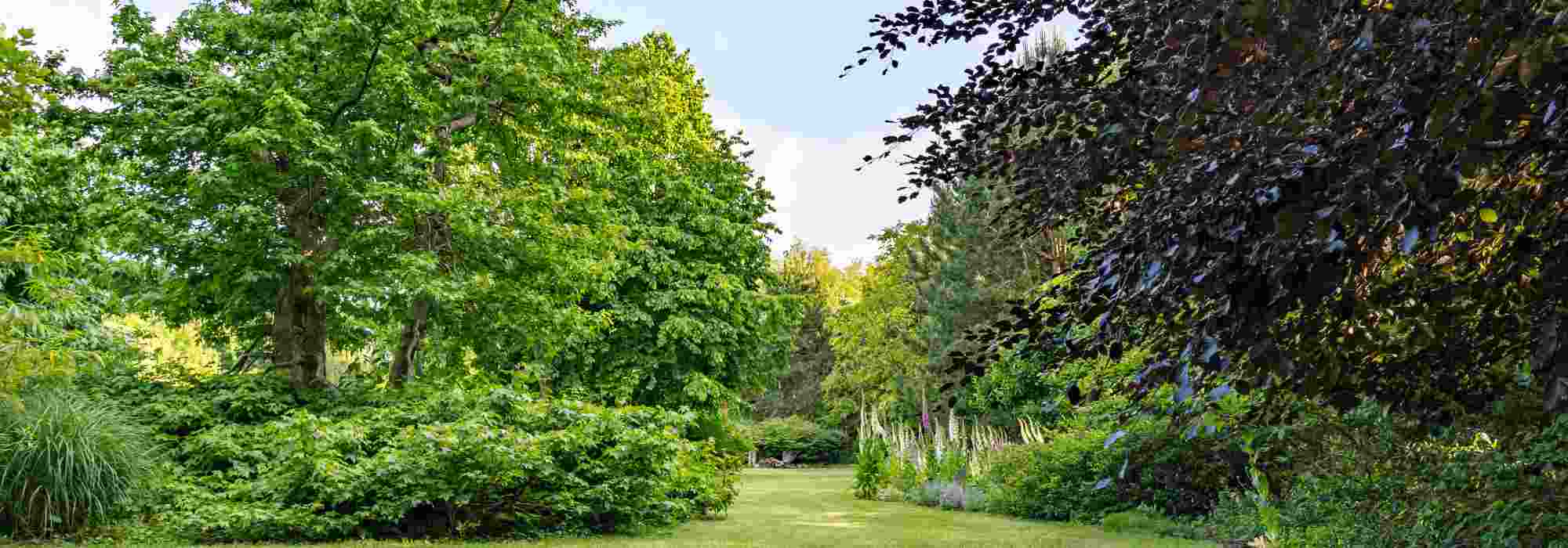 7 arbres pas chers pour aménager son jardin à petit prix