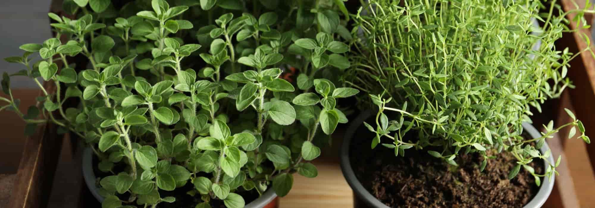 Pots Herbes Plantes D'intérieur Plateau, Cultivez des Herbes Fraîches Chez  Vous, Kit Plantes Aromatique Interieur