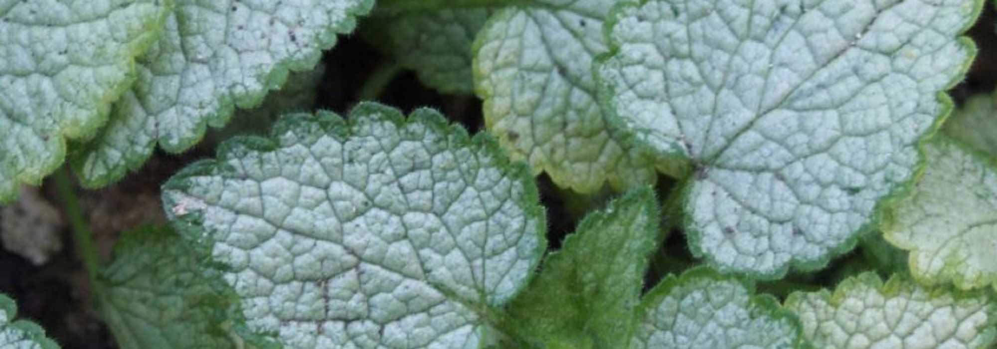 Nos conseils pour associer les feuillages argentés au jardin