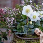 Un balcon fleuri en hiver : nos conseils