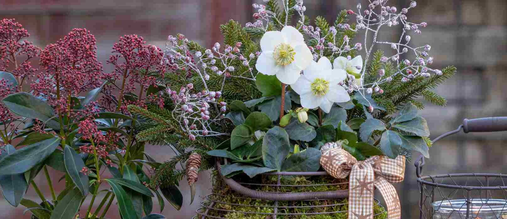 Comment fleurir son balcon en hiver ? Blog Promesse de fleurs — free download