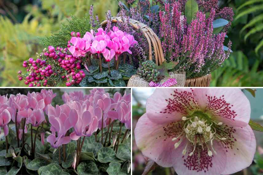 fleurir un balcon en hiver