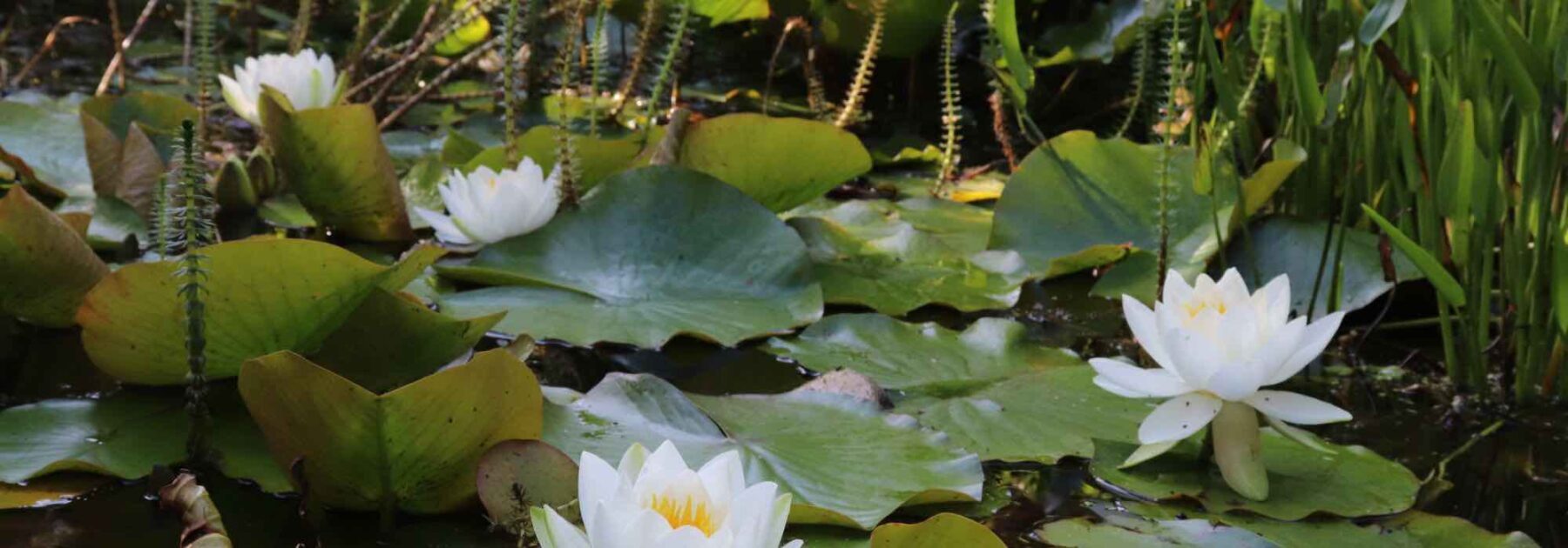 La bonne saison pour planter les plantes de bassin