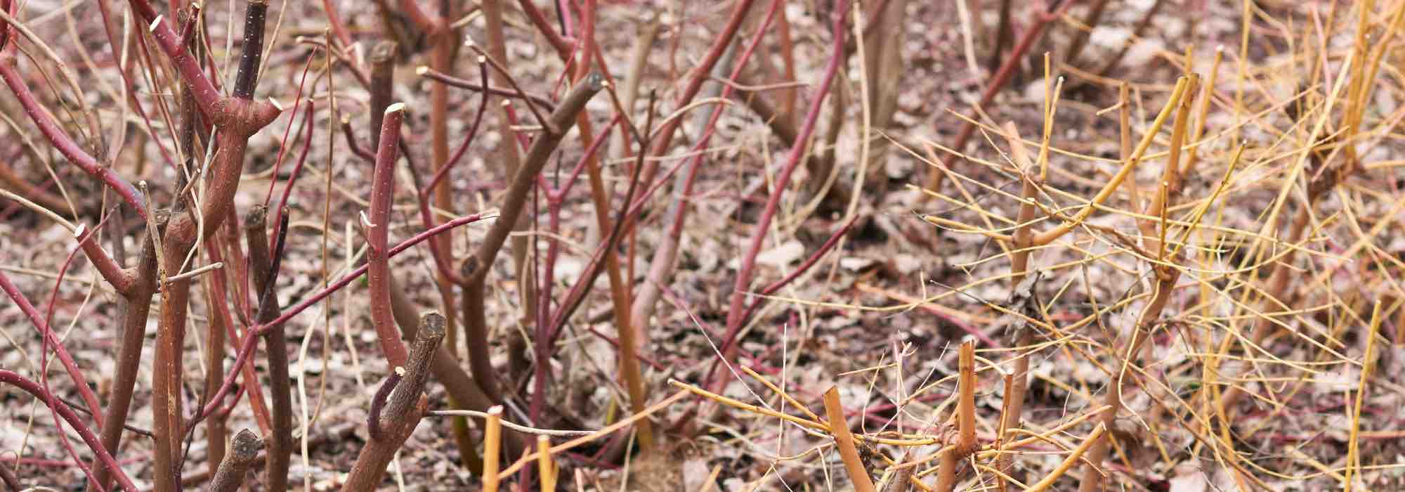 Bouturer en hiver : quelles plantes choisir et comment procéder ?