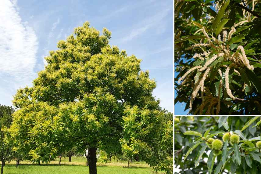 chataignier arbre mellifere