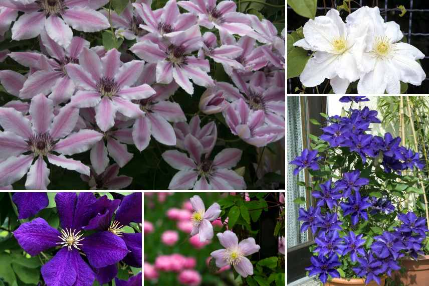 clematites pas cheres, clematites les moins cheres