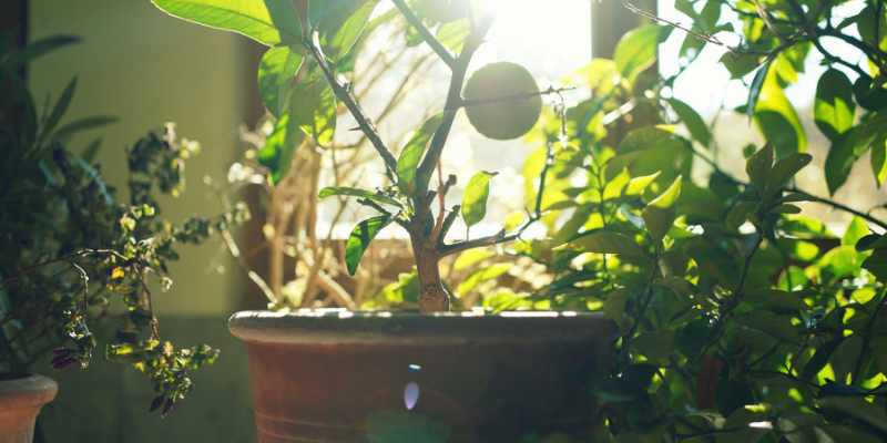 Cette lampe a sauvé mes plantes ! : cet éclairage horticole est