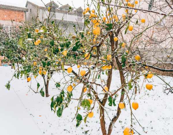 Comment rater l'entretien de ses agrumes en hiver ?