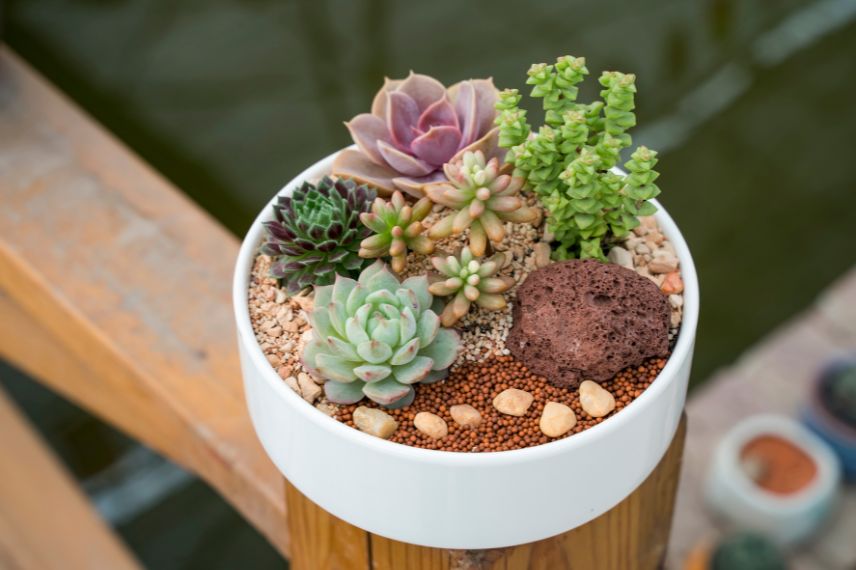 Cultiver les succulentes sous lampes horticoles - Arrée Succulentes