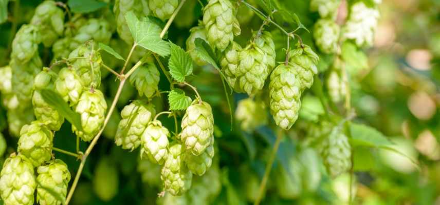 houblon aromatique pour faire la biere