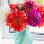 Un bouquet de dahlias pour 1 €, c'est possible ?