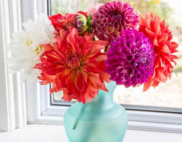 Un bouquet de dahlias pour 1 €, c'est possible ?