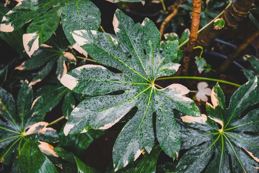 Fatsia japonica