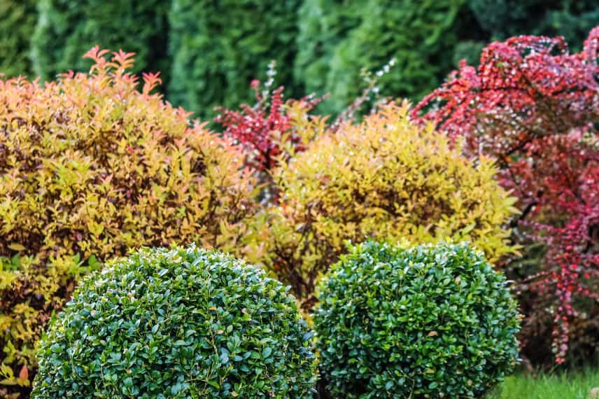 plantes feuillage doré