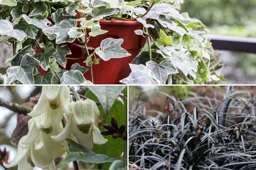 idees plantes pour balcon pot jardiniere hiver