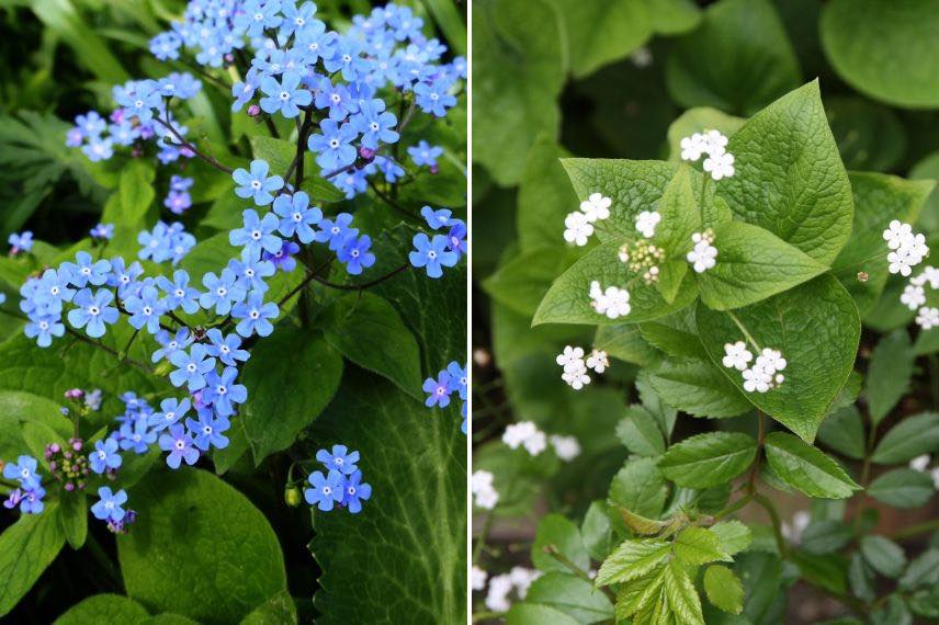 fleurs de myosotis du Caucase