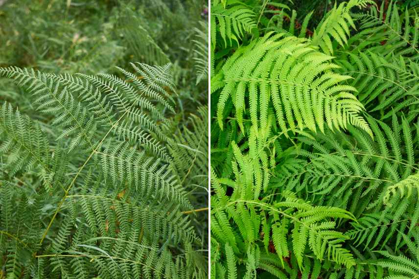 Osmunda regalis et Pteridium aquilinum