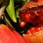 Pourquoi mon grenadier ne donne pas de fruits ?