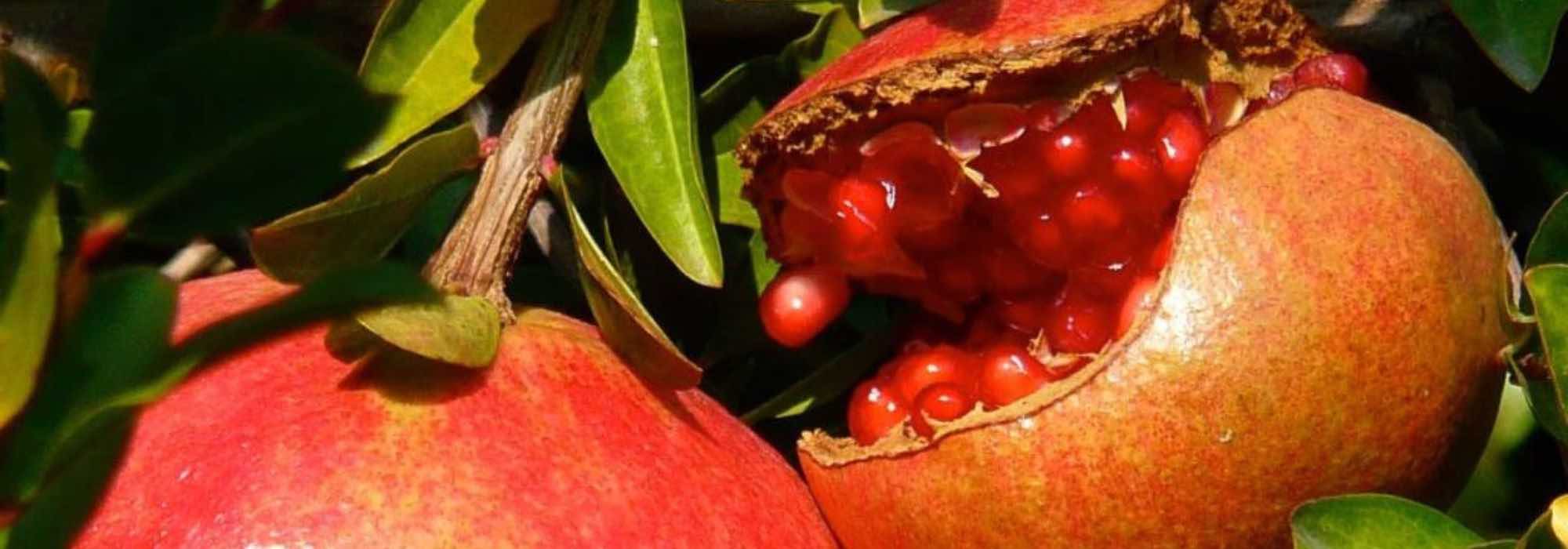 Pourquoi mon grenadier ne donne pas de fruits ?