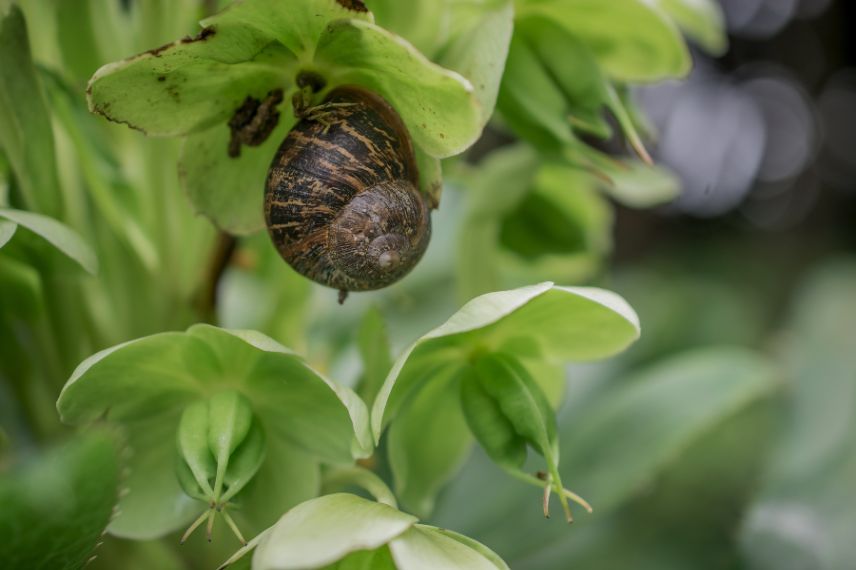 limaces escargots