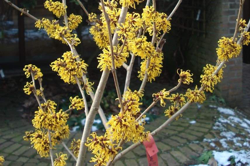 planter arbuste floraison hivernale