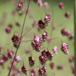 Graminées : découvrez la beauté de leurs  inflorescences