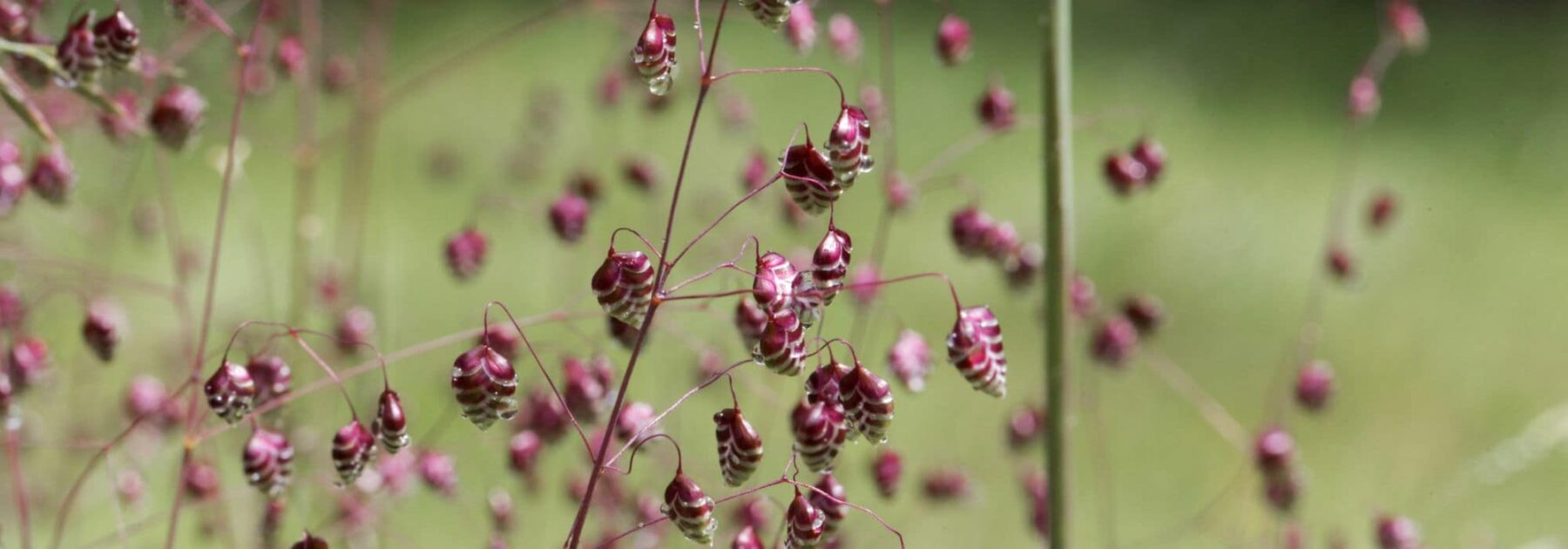 Graminées : découvrez la beauté de leurs  inflorescences