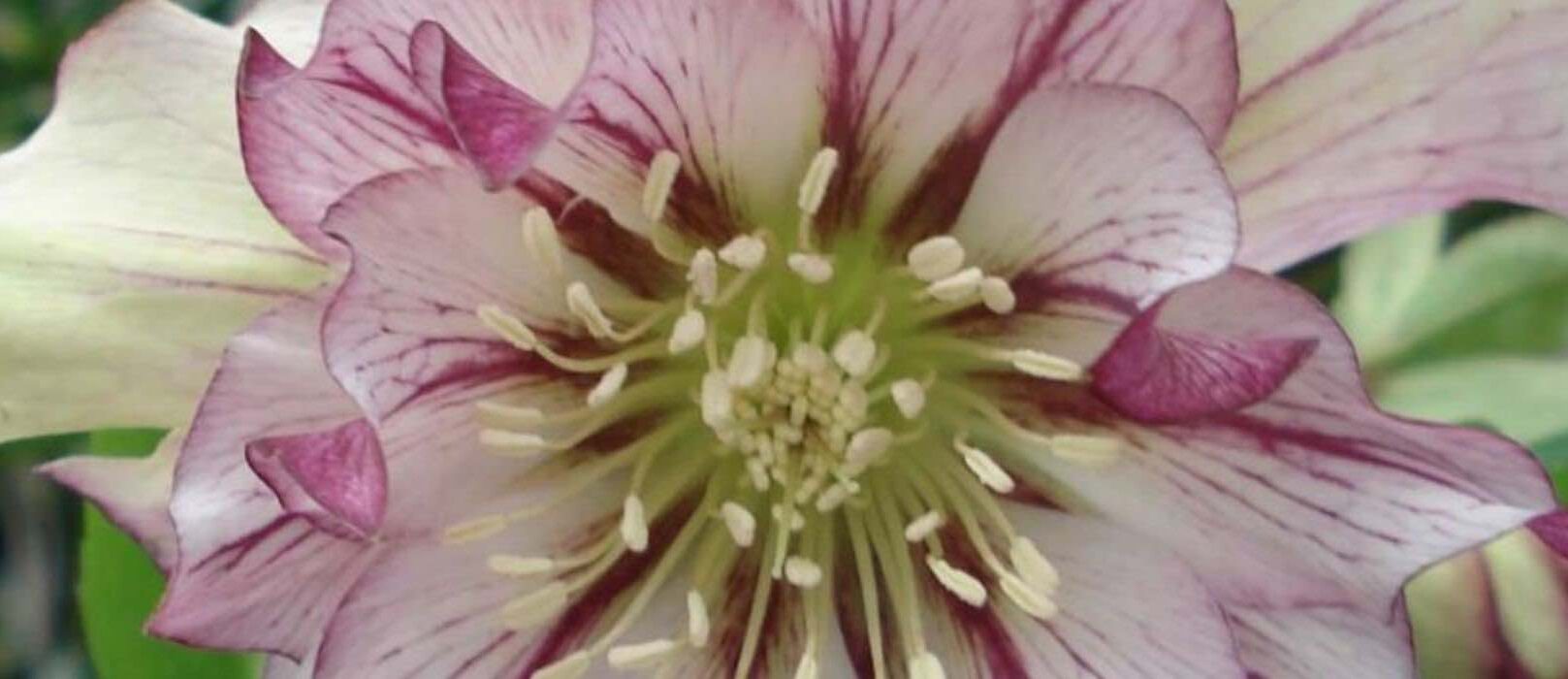 Bulbes à Fleurs » DIVERS De PRINTEMPS - Graines Baumaux