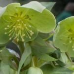 7 hellébores à fleurs vertes 