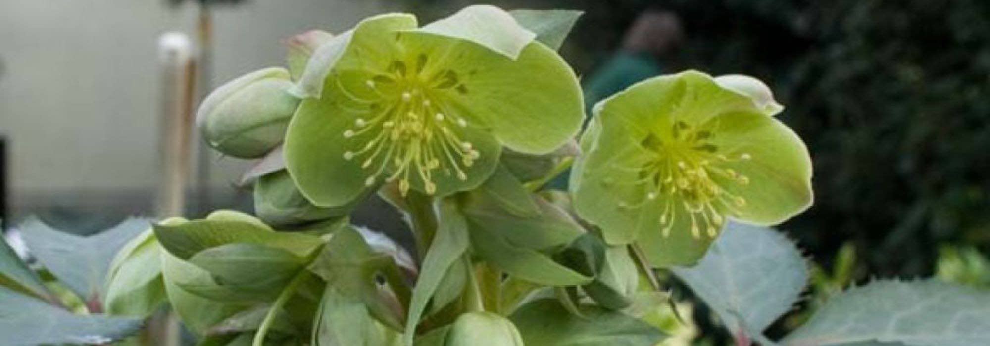 7 hellébores à fleurs vertes 