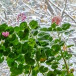 L'entretien du Pélargonium en hiver