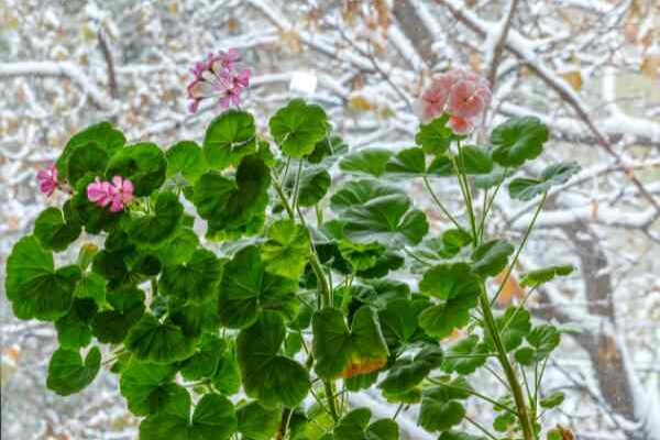 L'entretien du Pélargonium en hiver