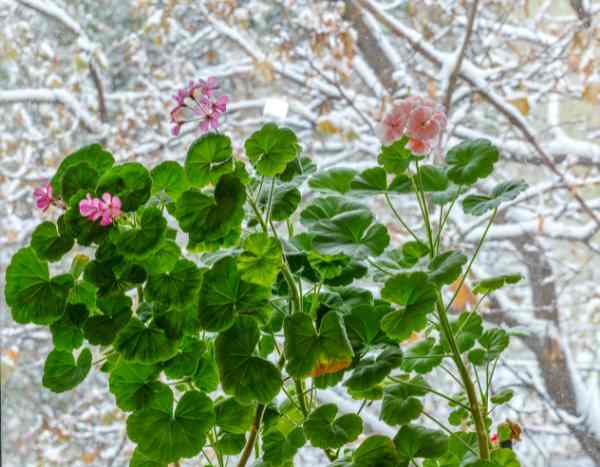 L'entretien du Pélargonium en hiver