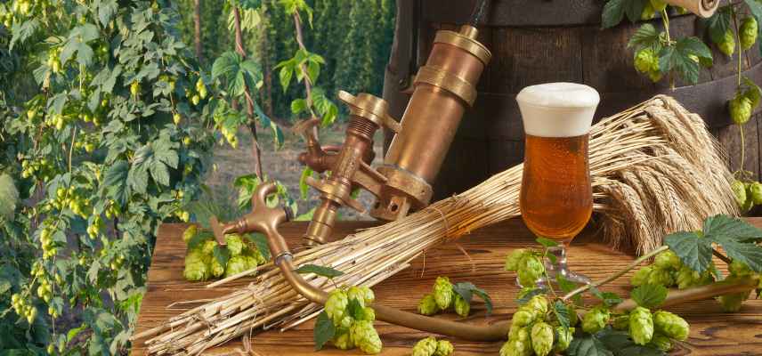 Les meilleures variétés de houblon pour brasser sa bière maison